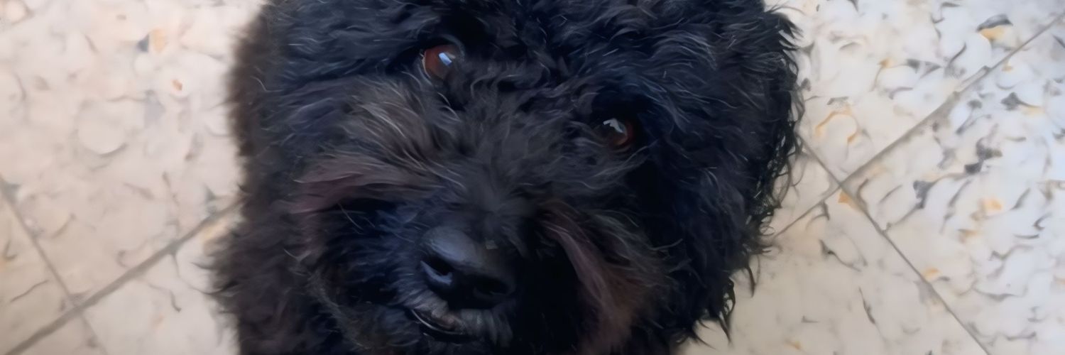LuisaDyl's profile banner image