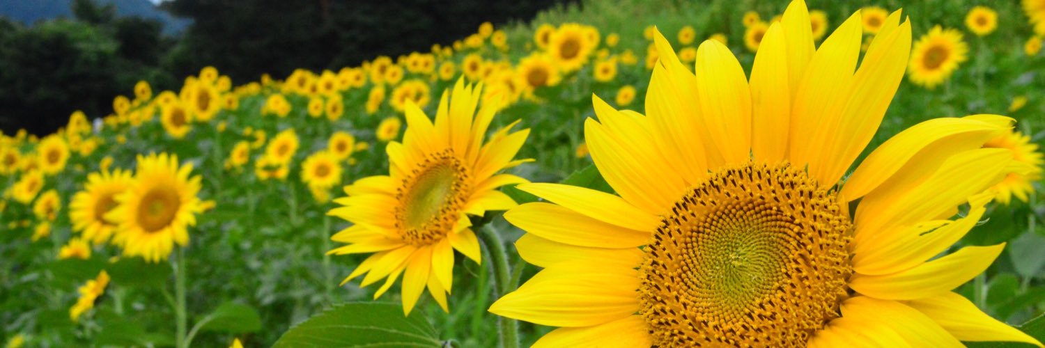 snowy_com's profile banner image