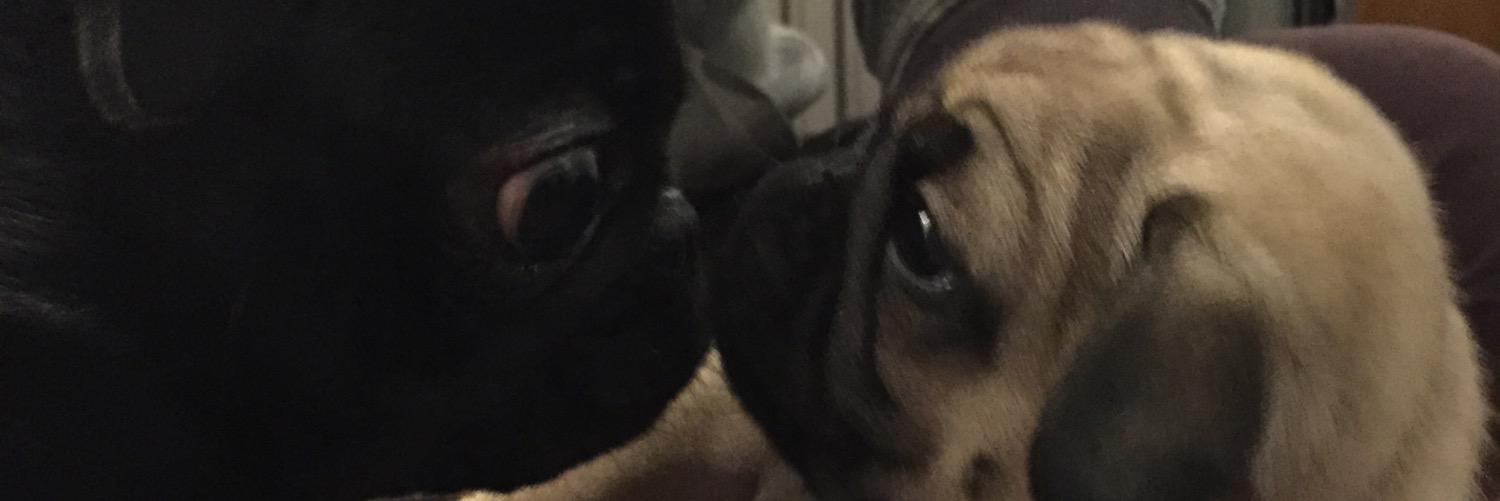 LucantisZoe's profile banner image