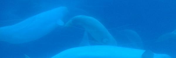 ShannonHedden Profile Banner