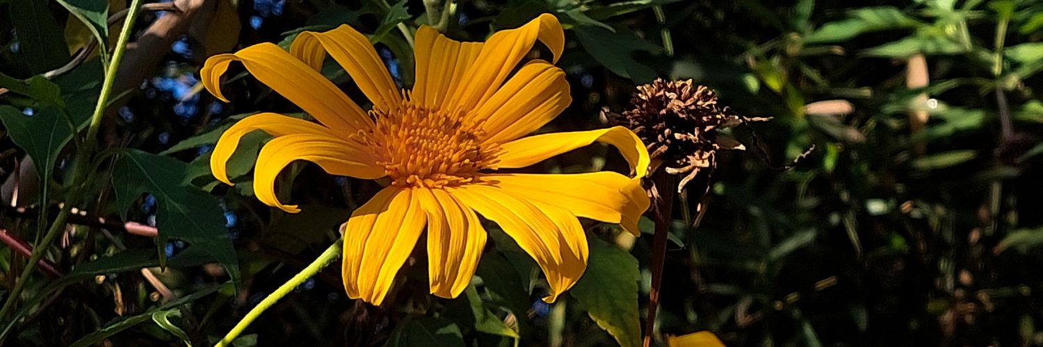 balonapi's profile banner image