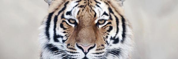 OyeDavid_ Profile Banner