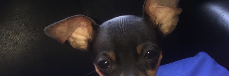 GatoAz's profile banner image