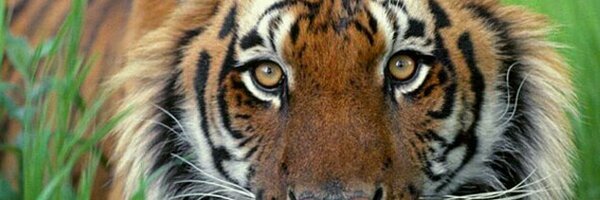 ChouragadeP Profile Banner