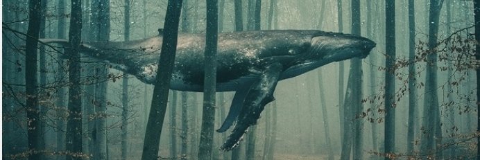 🌵Το Καραντί 🌵🐾🎼☘️ banner