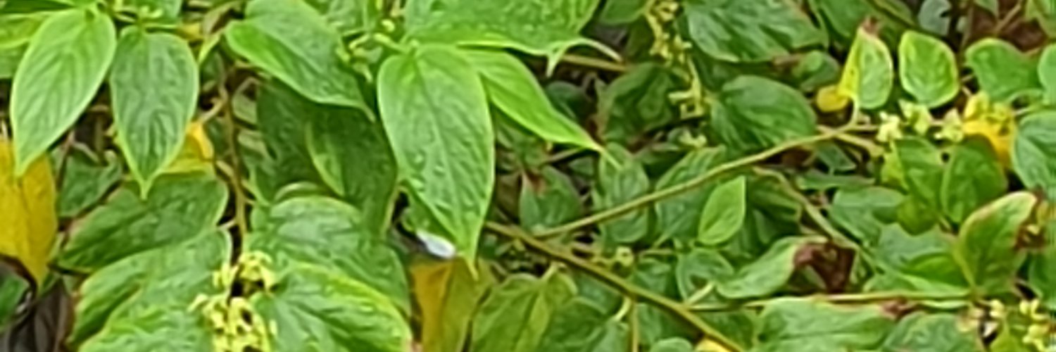 alaiss's profile banner image