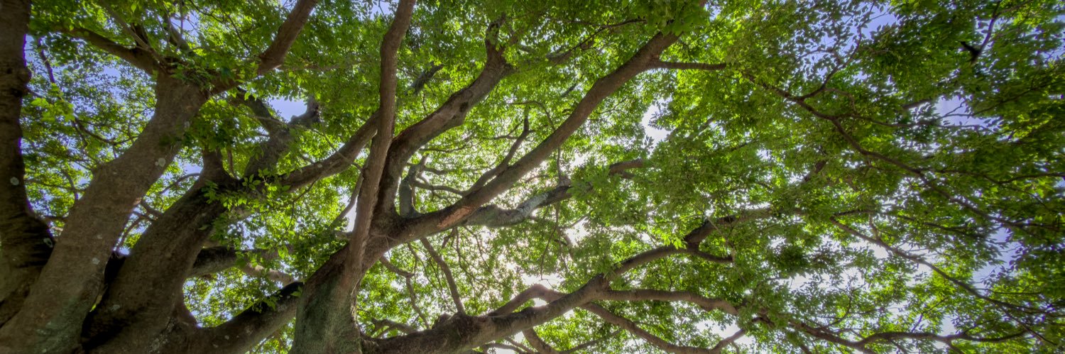 Yasuyuki_Magic's profile banner image