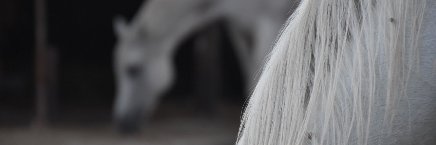 Red_Cookie1's profile banner image