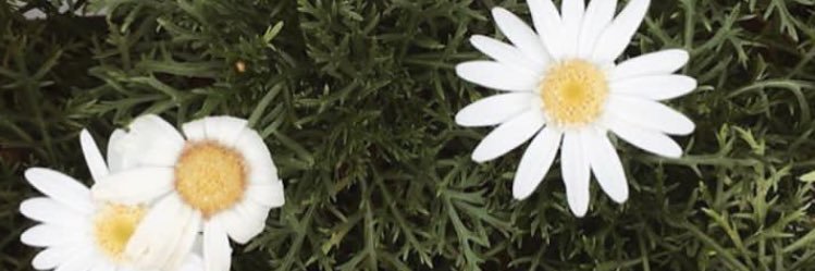 febbianita's profile banner image