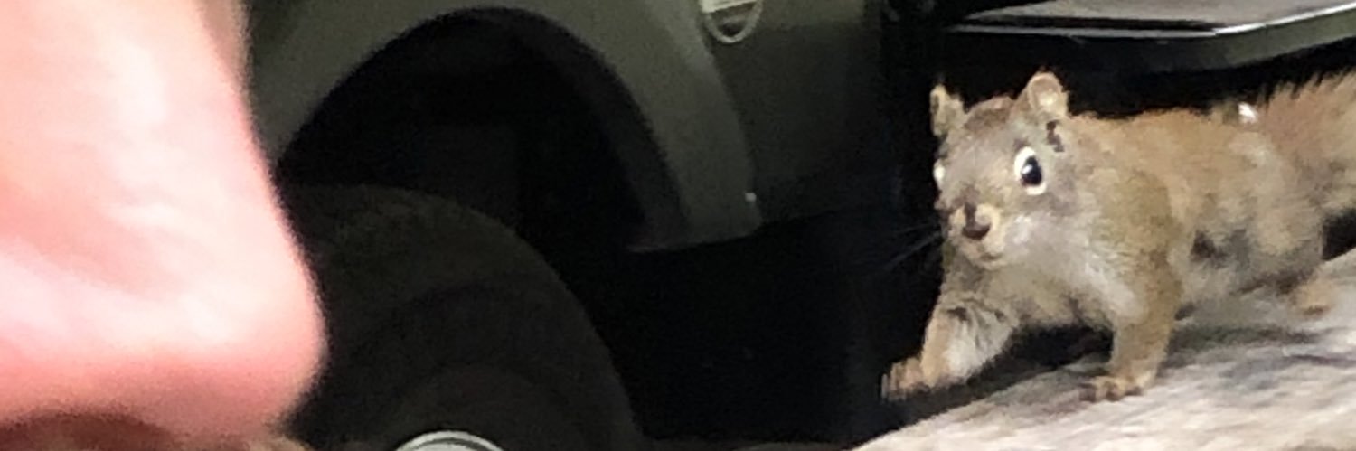 🏕🥾🏔Debbie S. 💖💪🍁 banner