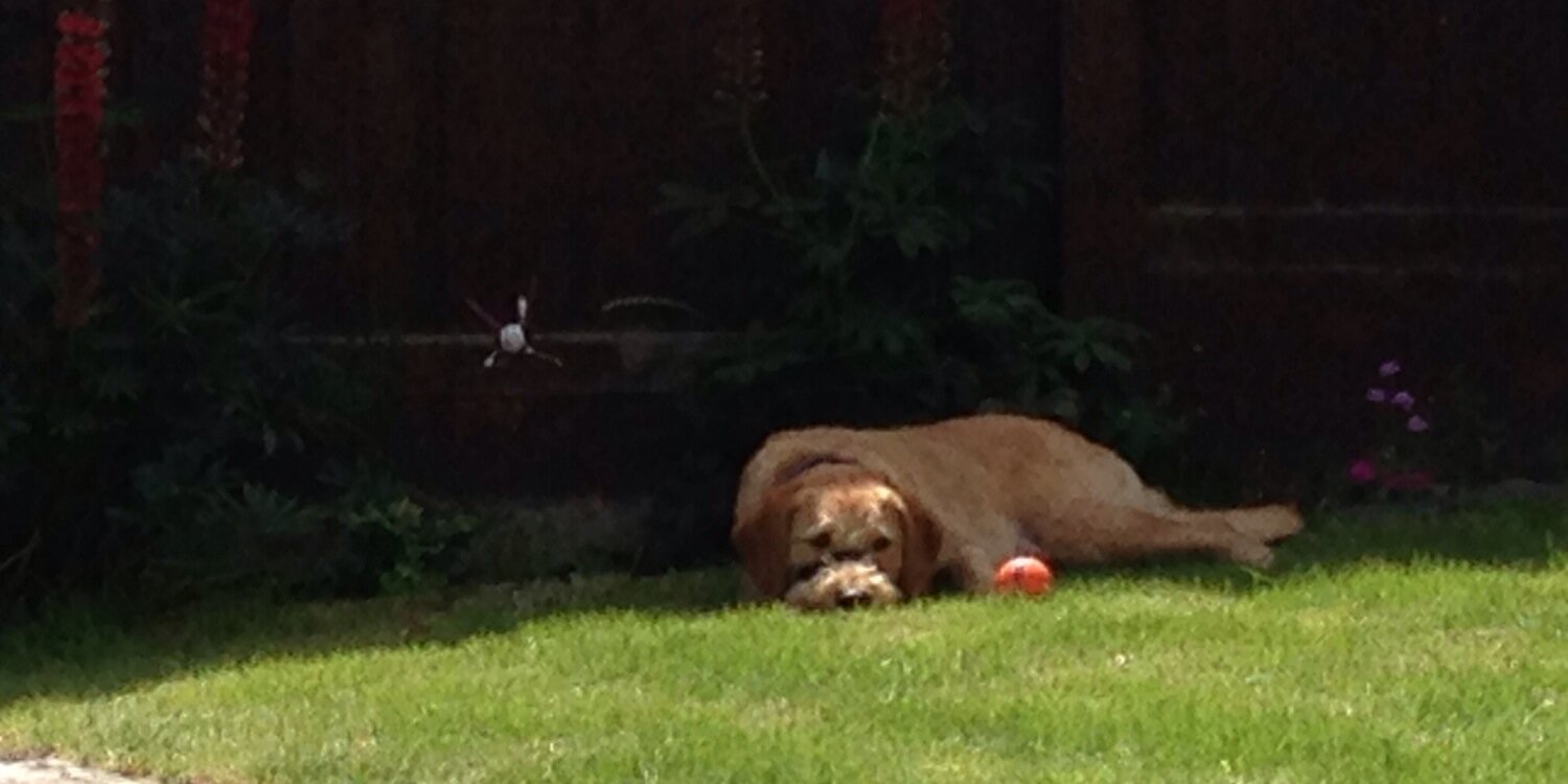 David Battson banner