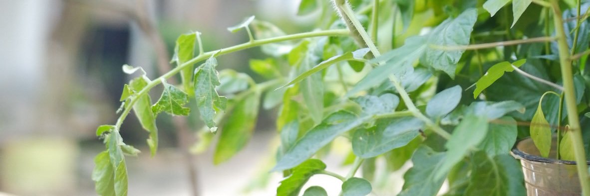 enohapsari's profile banner image