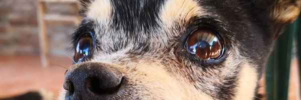 ThePercu Profile Banner