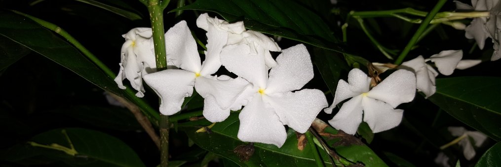 _mee_anu's profile banner image
