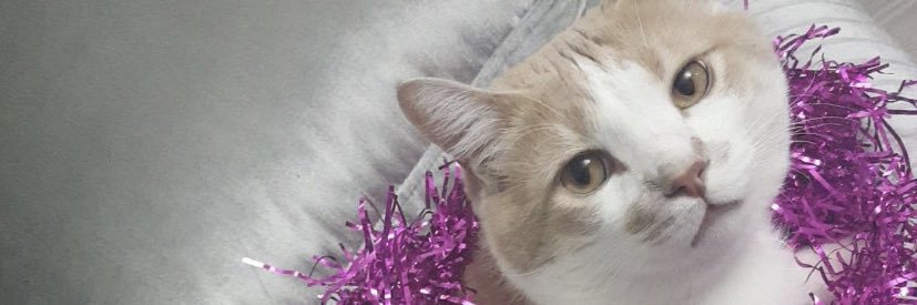 begumsuran's profile banner image
