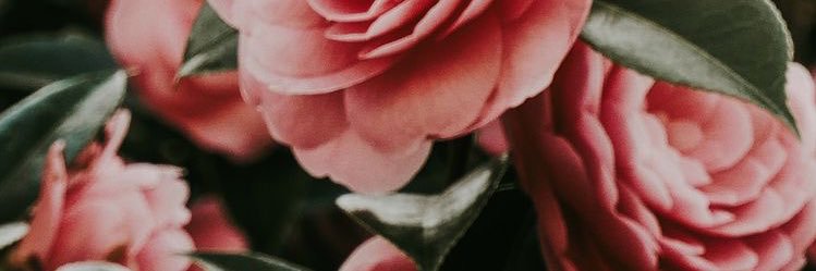 ellaaraaujo's profile banner image