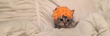 uwu banner