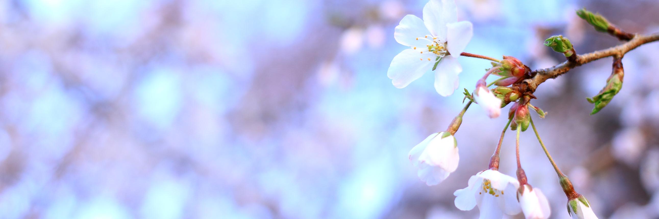 Piro_n86's profile banner image