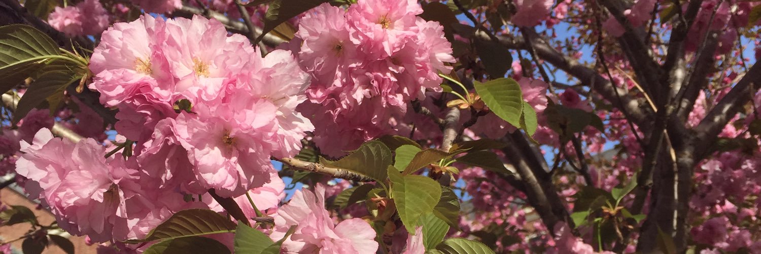 AubreeRader's profile banner image
