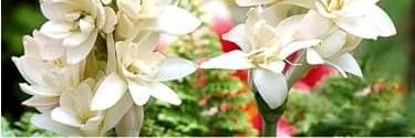 AzherNaveed's profile banner image