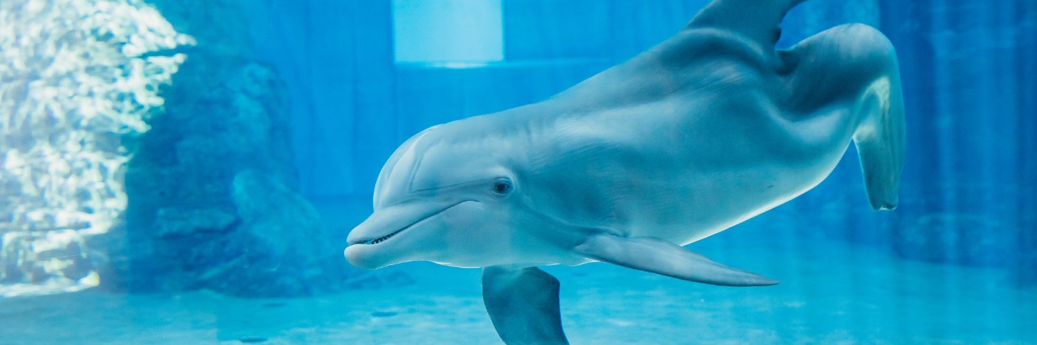 Winter Dolphin banner