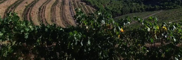 VinsCAT_com's profile banner image
