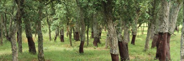 MartiBoada Profile Banner