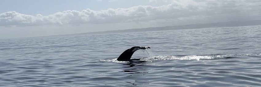 Paula🏴󠁧󠁢󠁷󠁬󠁳󠁿 banner