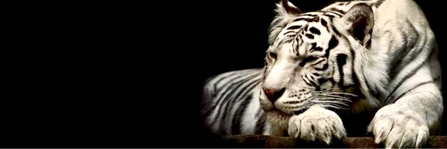 naser0631's profile banner image