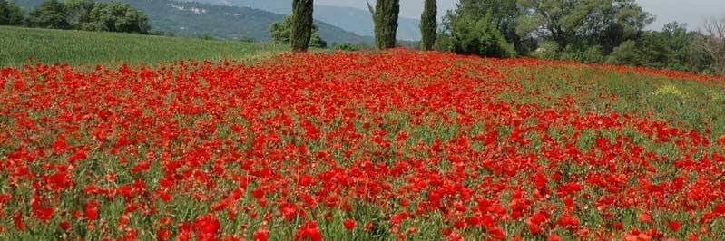 Fr Malcolm George-Lane JP FIF banner
