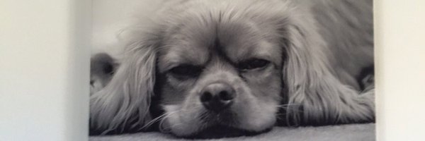 davesteptoe Profile Banner