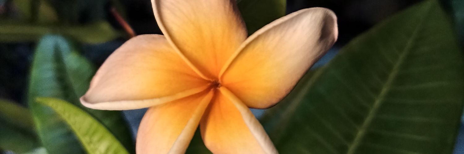 Shayugrm's profile banner image