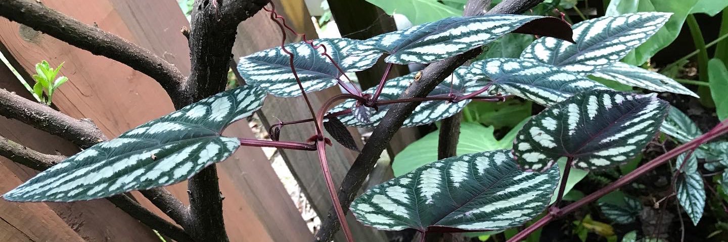 plantsrock1's profile banner image