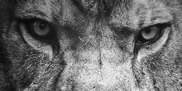 akuraGore's profile banner image