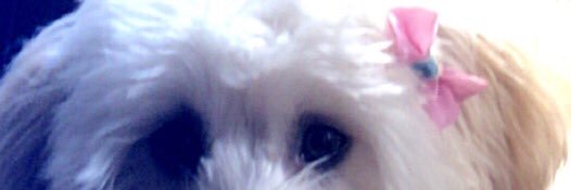 FernandaOdoni's profile banner image