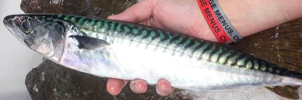 nicksonbroadway Profile Banner