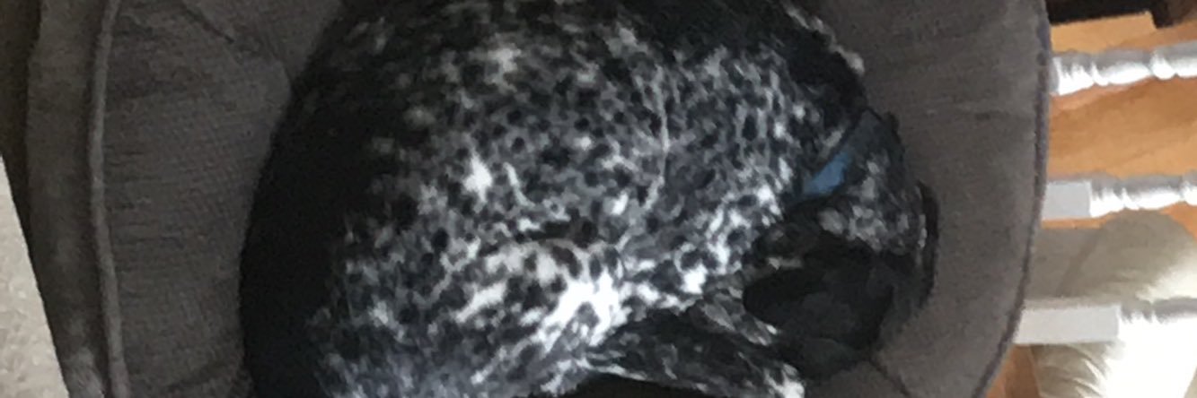 nickel_bailey's profile banner image