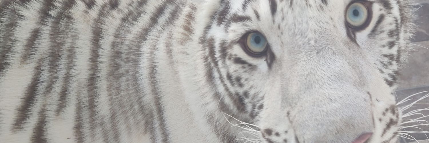 SolaresJason's profile banner image