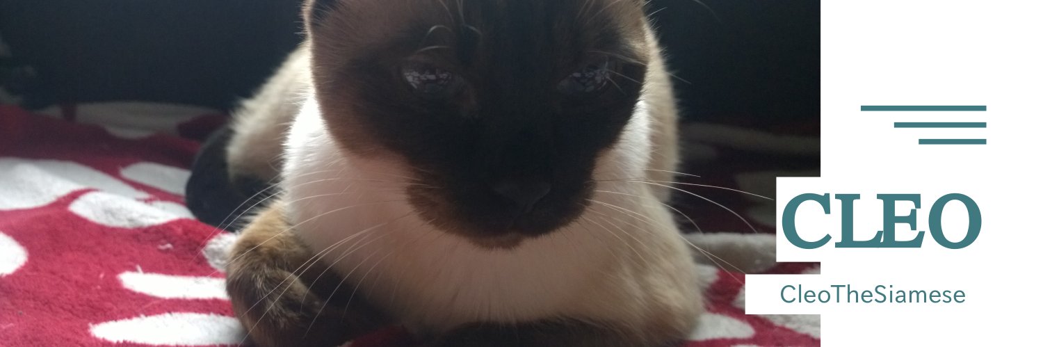 CleoTheSiamese's profile banner image