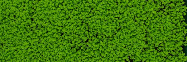 leandroquadrana Profile Banner