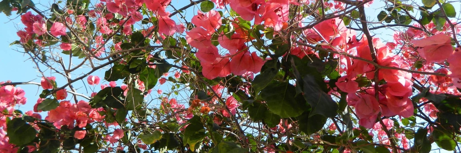 JuliDelgado's profile banner image