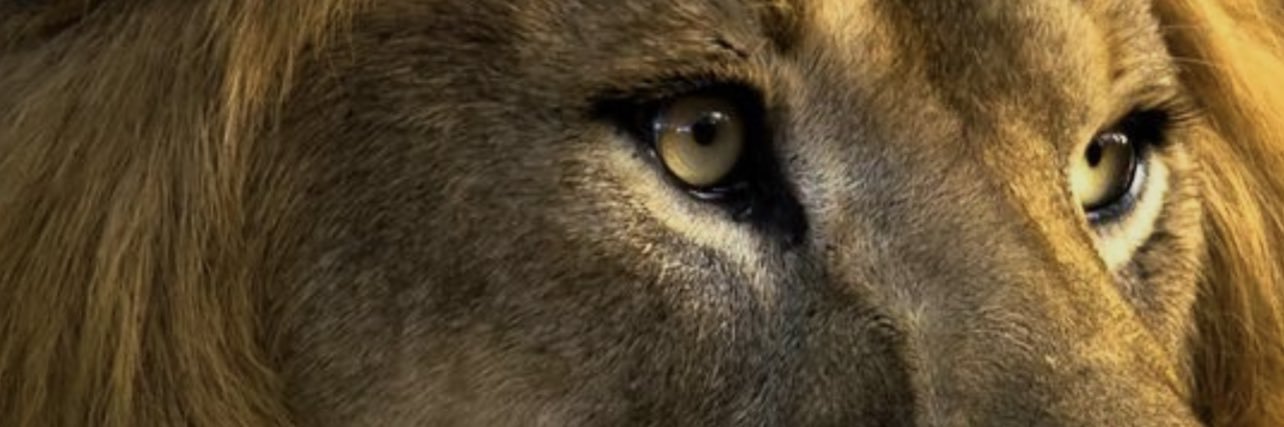 BStallion93's profile banner image