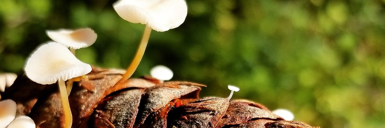 Monchby_'s profile banner image