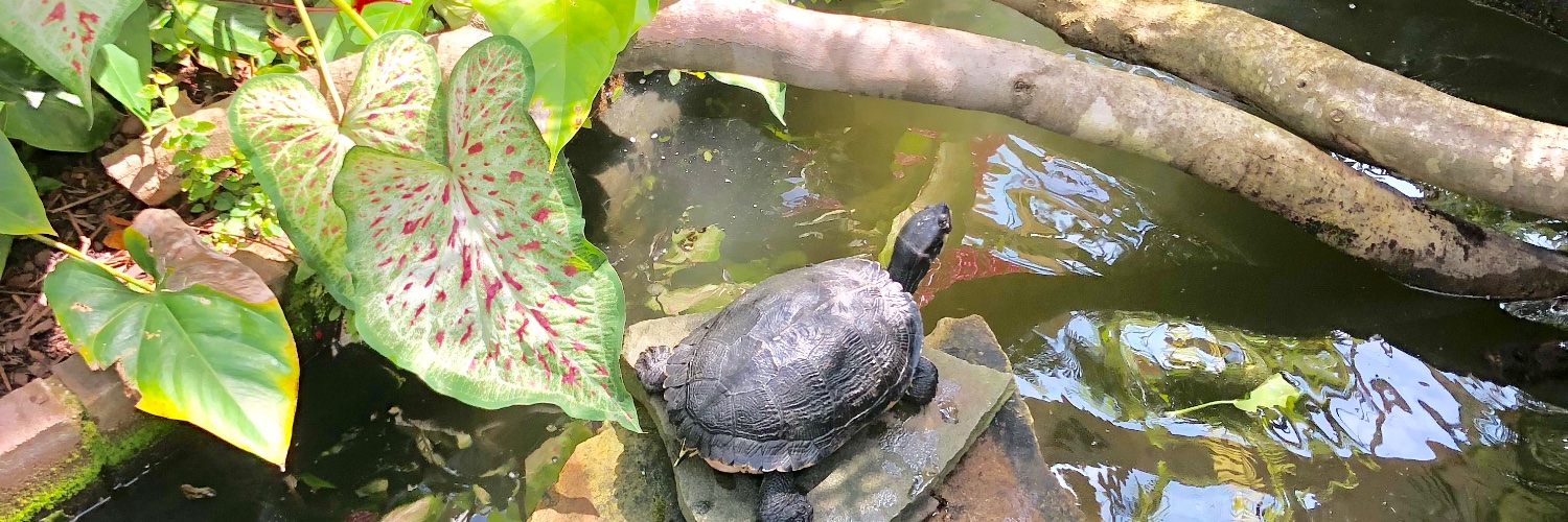 Linda Janeway Loves💙Georgia banner
