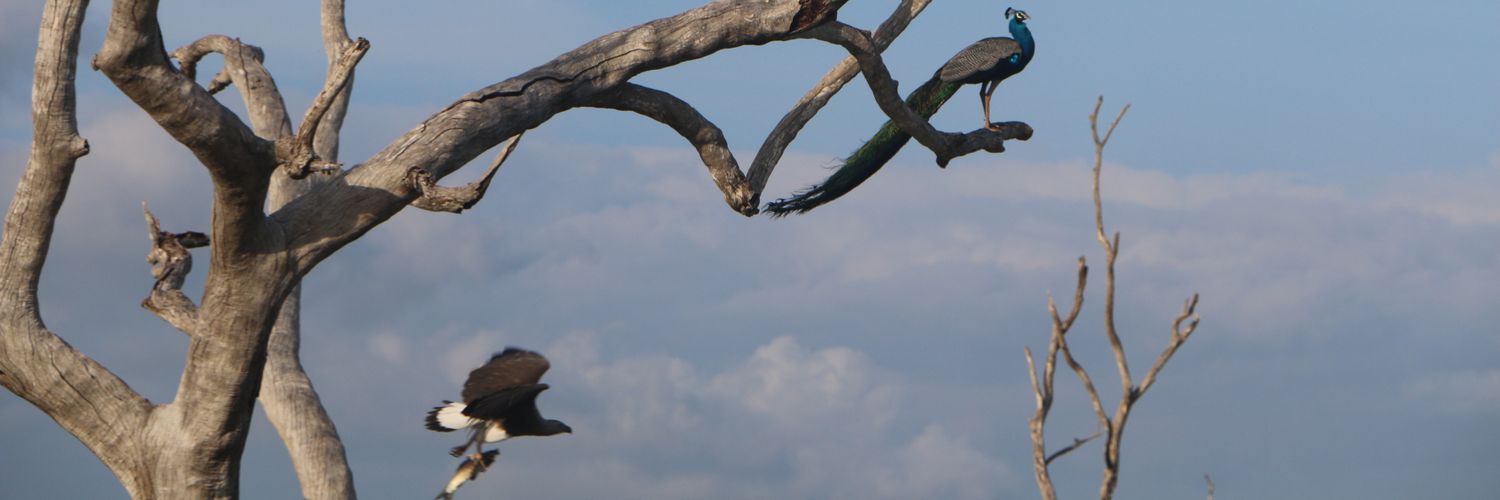 pasankb's profile banner image