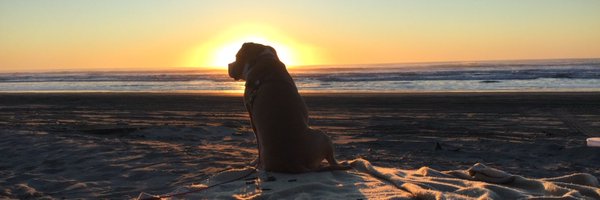 Beach Dog Profile Banner