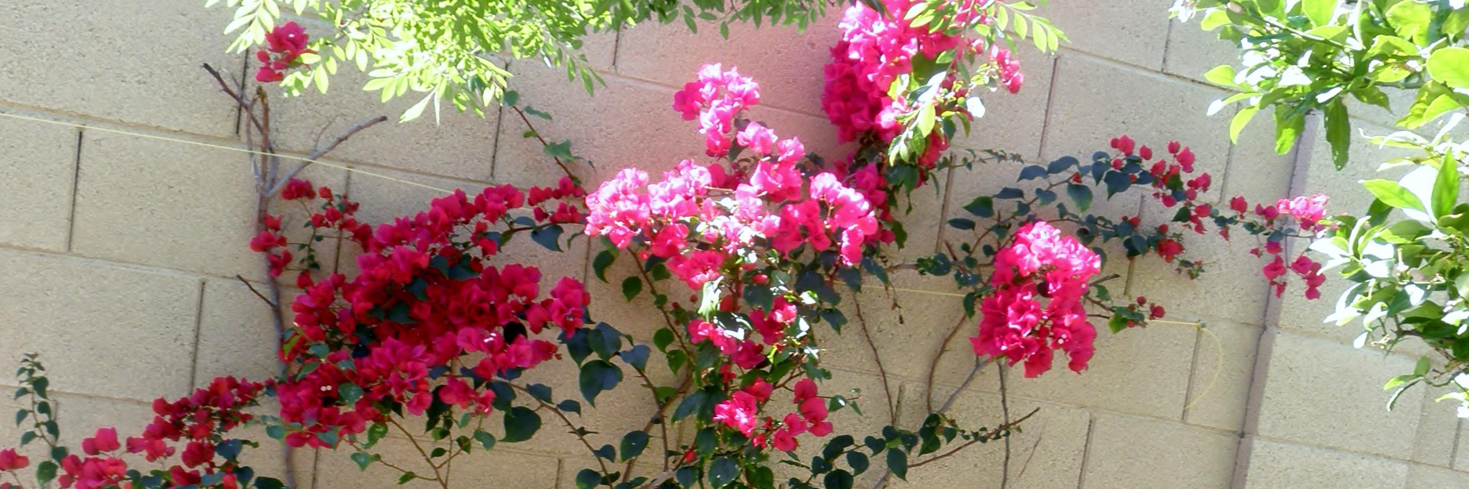 cecimor339's profile banner image