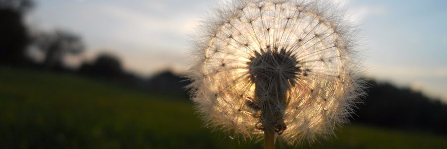 RH_Fondant's profile banner image