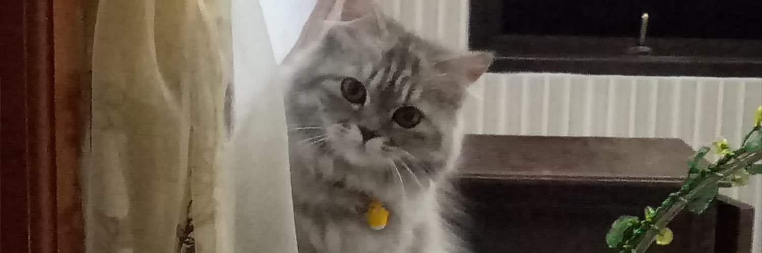faylaishere's profile banner image