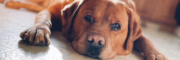 rmcbuckeye84 Profile Banner